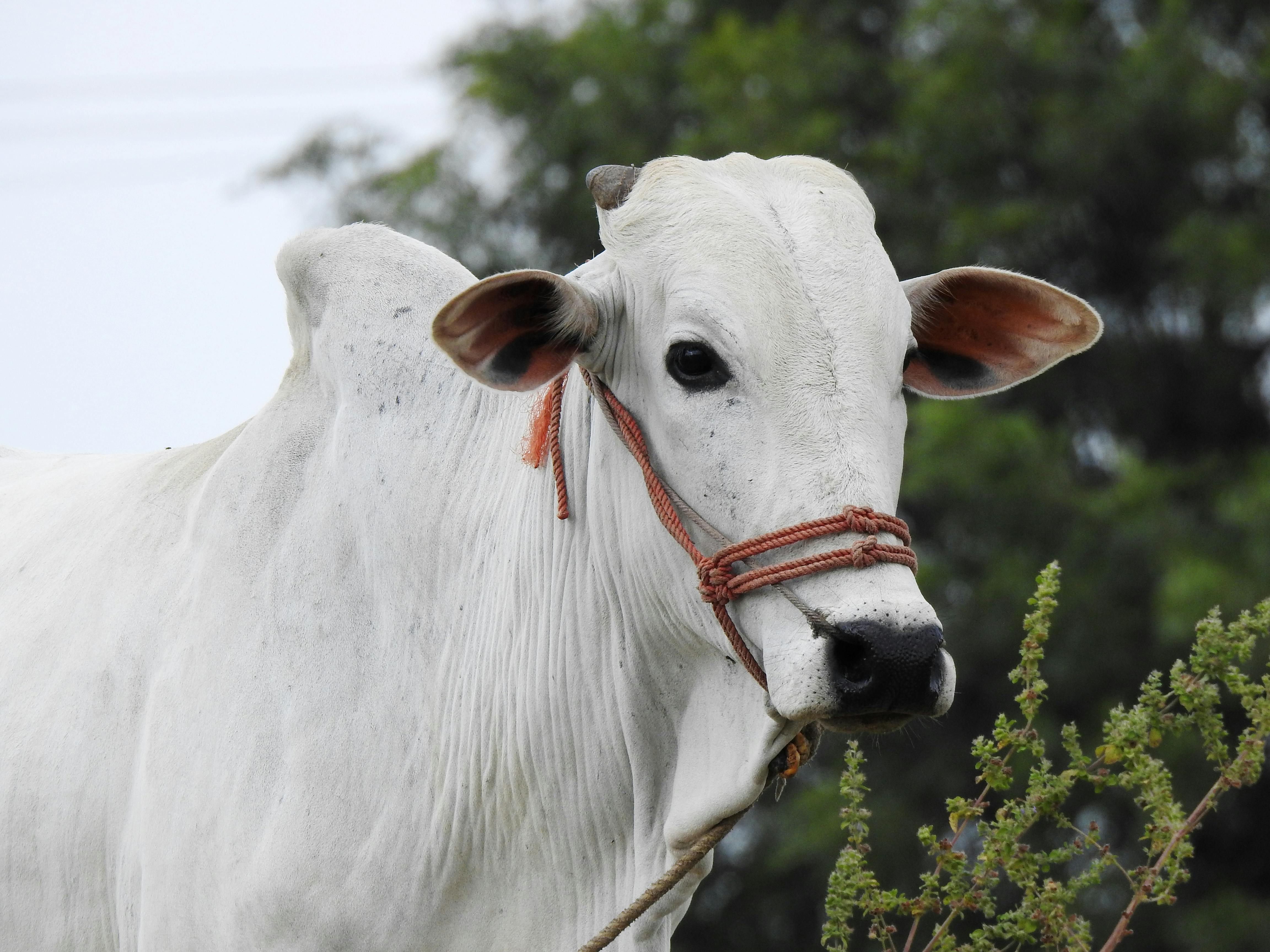 Cattle Feed-1